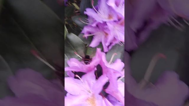 Шмель и рододендрон. смотреть онлайн