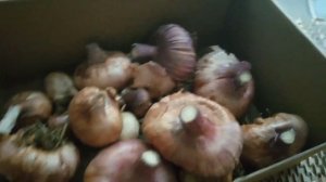 В январе проросли гладиолусы??? Что делать?