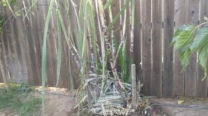 Сахарный тростник. Как его выращивают и размножают