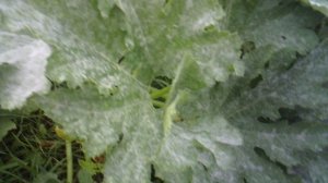 Обзор нашего первого кабачкового растения