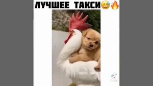 ЛУЧШЕЕ ТАКСИ😄😄😄
