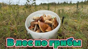 В лес по грибы!