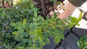 Убираем побеги подвоя на штамбовых розах