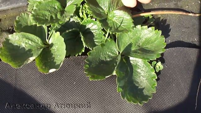 Укрывать клубнику на зиму, или нет? /Советы по выращива смотреть онлайн