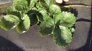 Укрывать клубнику на зиму, или нет? /Советы по выращива