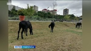 Табун лошадей эвакуировали на штрафстоянку в Кисловодске