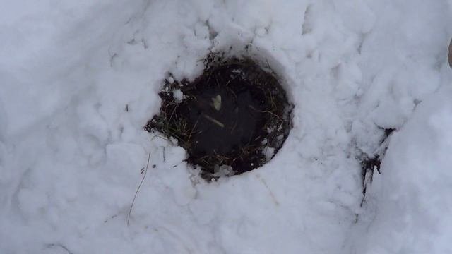 Подкормка яблони и все плодово и кустарниковые на зим?