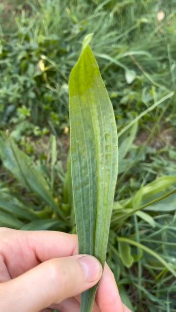 Под ланцетом природы: Уникальные свойства подорожник? смотреть онлайн