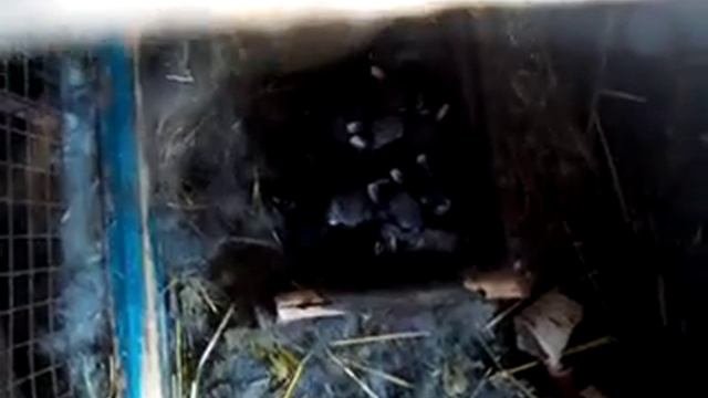 Можно давать кроликам листья хрена