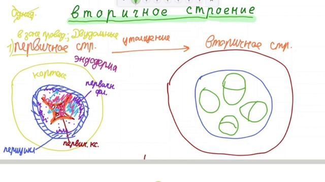 Вторичное строение корня / Понятная анатомия растений