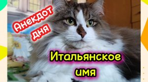 Кошки с озвучкой .Анекдот дня. Итальянское имя.