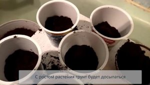 Посадка семян томатов на рассаду