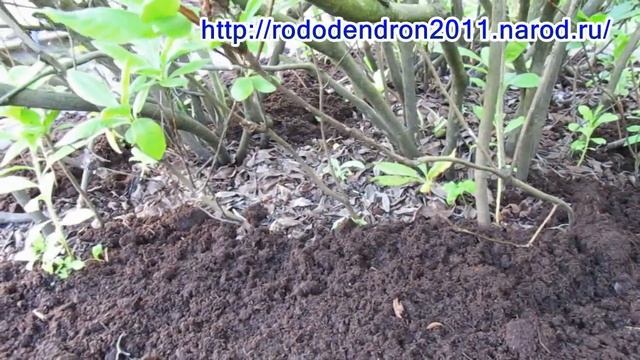 08 08 17г Подготовка рододендронов к зиме Готовим сани л смотреть онлайн