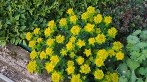 Почвопокровные растения,цветущие в мае в Подмосковье