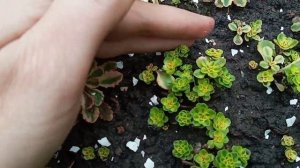 #очиток #меддиндорфа вариегата #седум