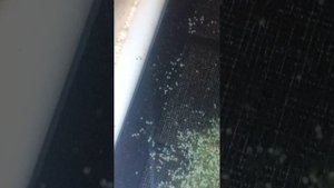 24 часа инкубации