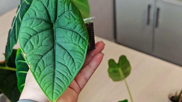 ЧТО С АЛОКАЗИЯМИ, которые наращивали корни в воде и бы? смотреть онлайн