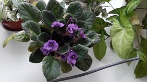 Снег в апреле. Маруся. Посылка с Озона- архив 07.04.25