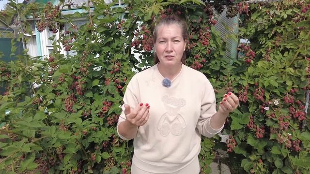 УХОД ЗА ЕЖЕВИКОЙ ОСЕНЬЮ. ОБРЕЗКА МОЛОДЫХ ПОБЕГОВ И СЕК