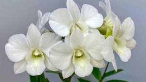 П-21.Ч-2. Подготовка к посадке после стимуляции. Дендробиума   Tailend Pearl (ароматная).