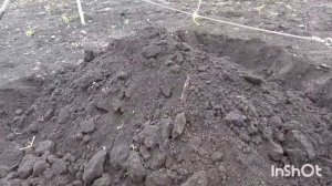 Как легко и просто ,укрыть виноград на зиму. Качествен?