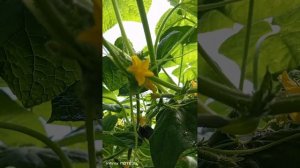 Как получить свои семена с огурцов, опыляем сами! Техн?