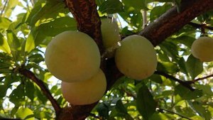 Сливи Ненька, Формоза, Оцарк Прем'єр.