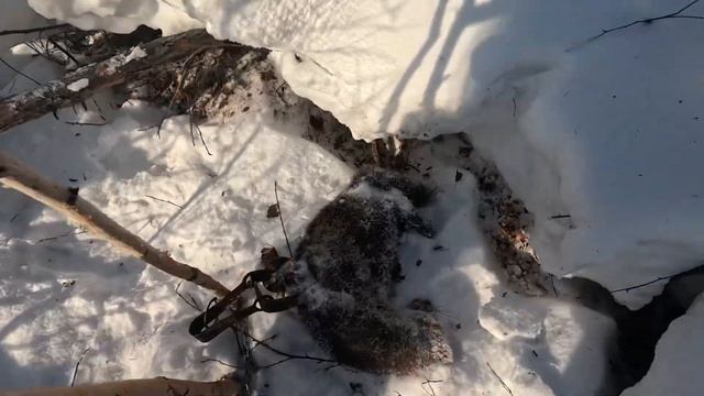 2024-2025 Саарба сезона буттэ! смотреть онлайн