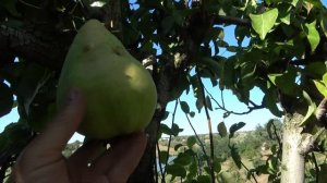 NJO (НЖО) - американская груша, адаптированная к нашим ус