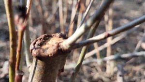 Неудачные попытки привить яблоню на боярышник.