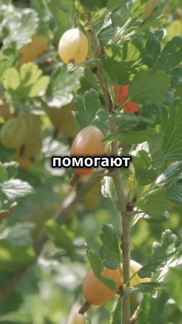 Лучшие растения для лесосада 🌿 смотреть онлайн