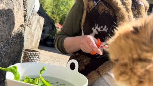 13.05.25. Ч. 1. Майское черенкование Крупнолистная Гортенз?