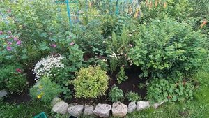 Пиретрум - однолетний или многолетний цветок?