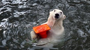 Белка и Стрелка играют с конусом..