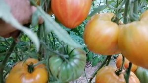 Томат Кардинал на соломе полосатый