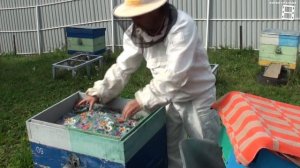 ЛУЧШИЙ СПОСОБ ОБСУШКИ РАМОК ПОСЛЕ ОТКАЧКИ МЕДА ЧАСТЬ 1