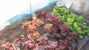 Обзор растений. ГЕЙХЕРЫ, ХОСТЫ...