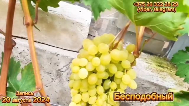 1/2 «20 сортов Винограда с мускатным вкусом, созревающи? смотреть онлайн