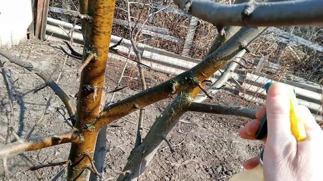 Обработка яблони весной шаг 1 #железнымкупоросом смотреть онлайн