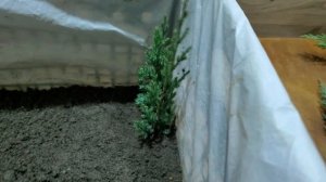 Размножение туи и можжевельника черенками в ящике.