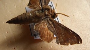 БРАЖНИКИ 598. Temnora argyropeza