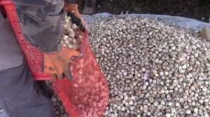 Легко и просто! Посадка чеснока осенью. Все этапы