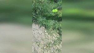 Триммер бензиновый Ставмаш СТ-5500