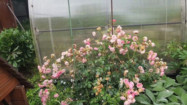 Мой дачный сезон 2025. Сад зарос, гортензии развалились. смотреть онлайн