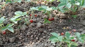 Земляника садовая  Регина из семьян.