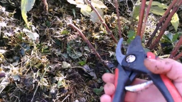 Как обрезать ремонтантную малину на зиму? смотреть онлайн