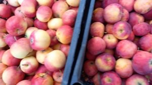 Красная горка Яблоки