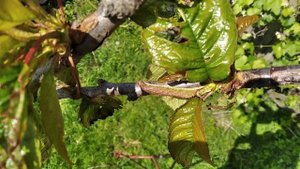 Окулировка или прививка глазком плодовых деревьев (ко