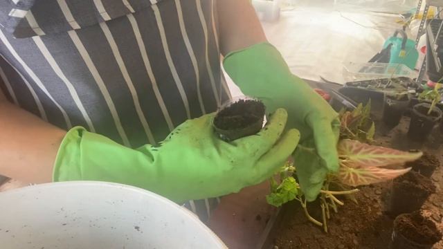 Бегония белликония , черенкование смотреть онлайн