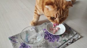 утренняя забастовка😄😸👍😋